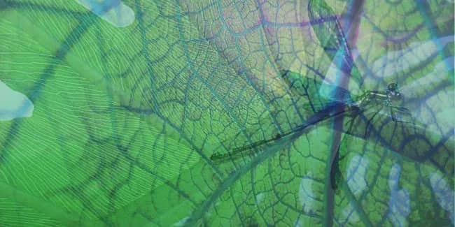 Dragonfly — Margot van de Stolpe