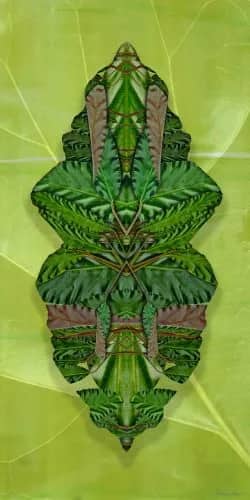 Green shield I — Margot van de Stolpe