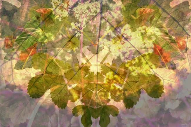 Green Spirit — Margot van de Stolpe