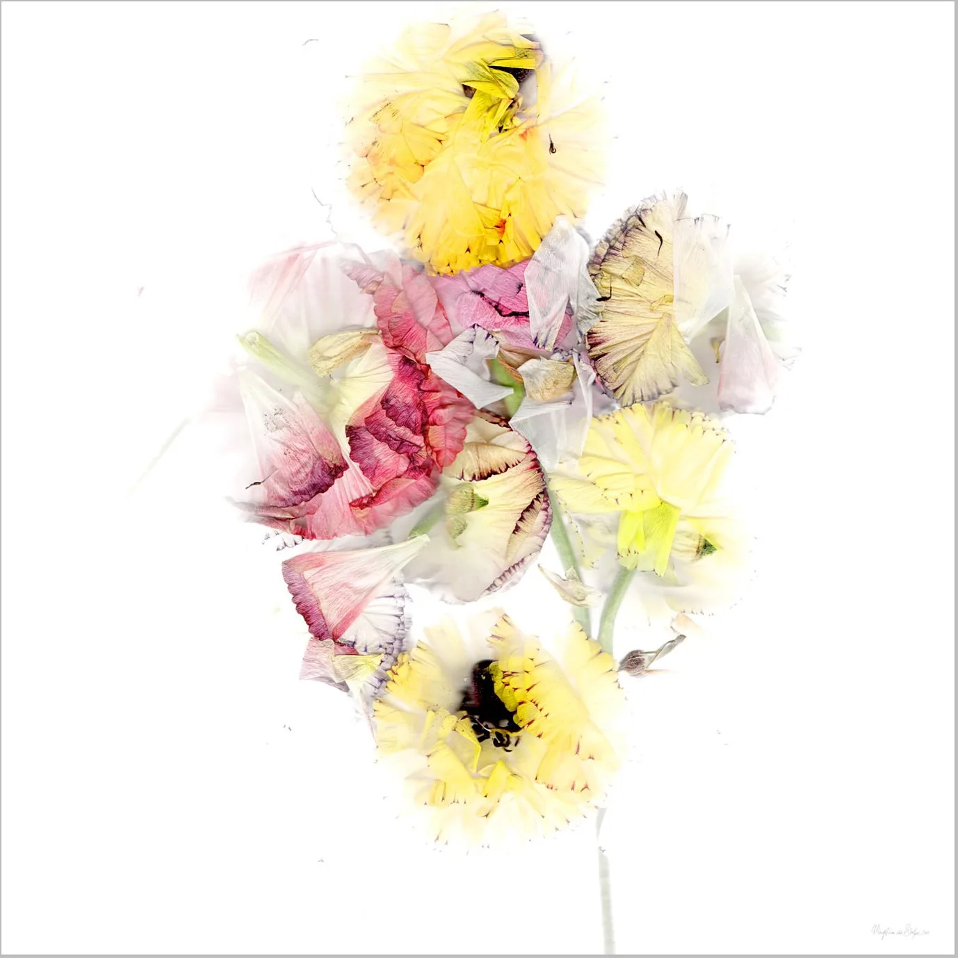 Merry - Flora Imago Blond — Margot van de Stolpe
