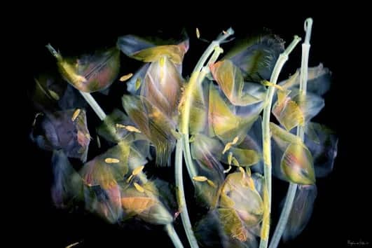 Deconstruction - Flora Imago Dark — Margot van de Stolpe
