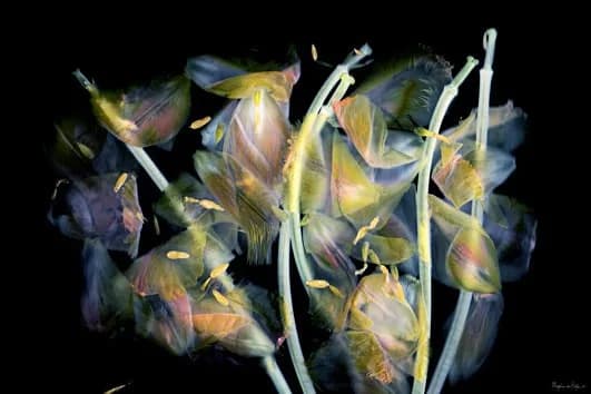 Deconstruction - Flora Imago Dark — Margot van de Stolpe