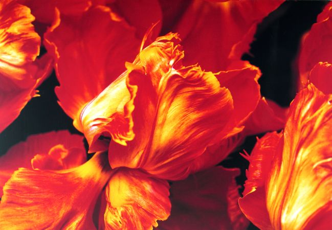 Tulp (enkel)