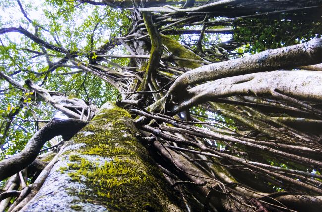 Strangler Fig Tree