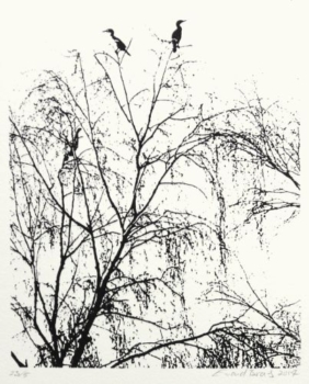 Phalacrocorax