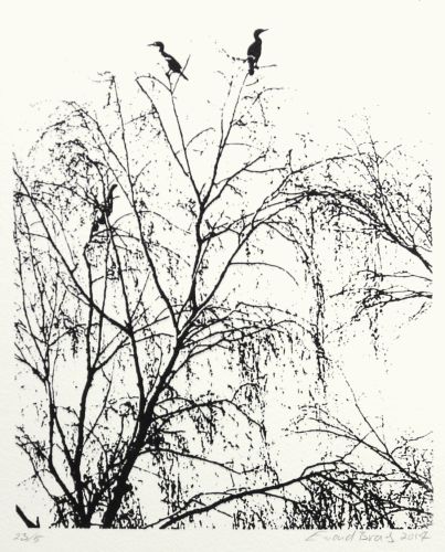 Phalacrocorax