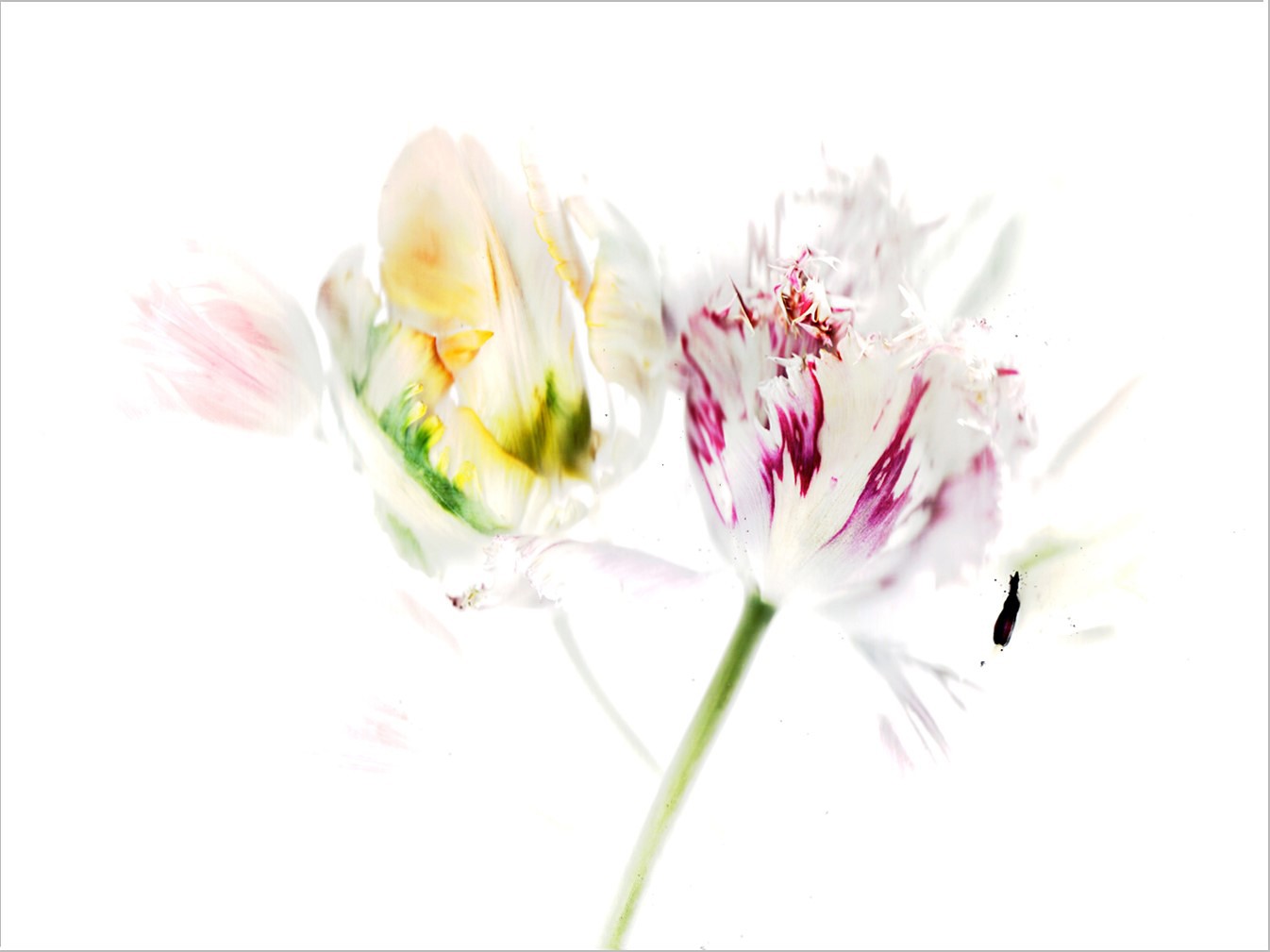 Eruption – Flora Imago Blond